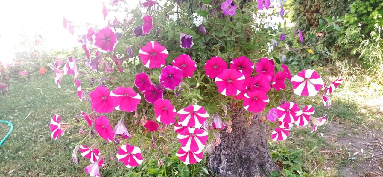 Appart Independant, 1 Lit Deux Personnes Et 1 Appoint Piscine Jardin Direct Gare Aeroport Et Jardin Τουλούζη Εξωτερικό φωτογραφία